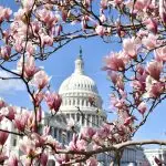 United states capitol building magnolia blossoms Dezy Condos